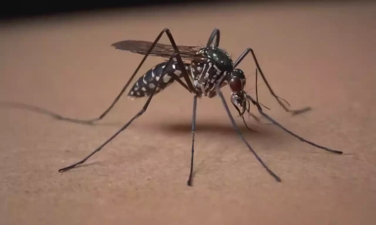 Pesquisa revela impacto neurológico da Chikungunya e sinaliza revisão nos cuidados médicos Pesquisa revela impacto neurológico da Chikungunya e sinaliza revisão nos cuidados médicos